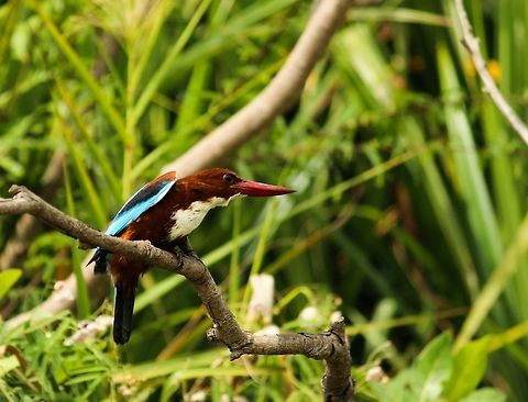 White-throated kingfisher Was lucky enough to get this pic frm Realy a close distance!!!!! Ranganthittu is just AWSOME Halcyon smyrnensis,White-throated kingfisher