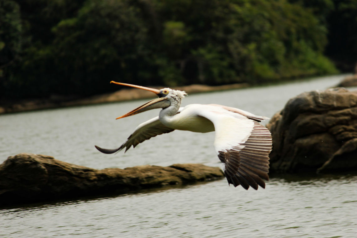 PELICAN INFLIGHT Ranganthittu is one place where when ever I go I come back with hand full of pics !! Was lucky enough to get this pic<br />
location-Ranghanthittu(Karnataka) Great White Pelican,Pelecanus onocrotalus,Pelecanus philippensis,Spot-billed pelican