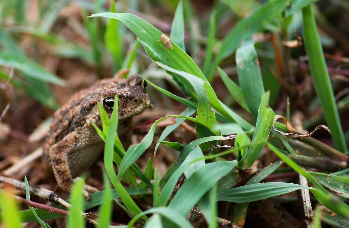 frog in the grass Saw this creature in the ground tat we play!! Grabbed the camera went as low as I could nd got this pic<br />
Location-banglore,Karnataka,India Common frog,Grass,Macro,Rana temporaria,wildlife photography
