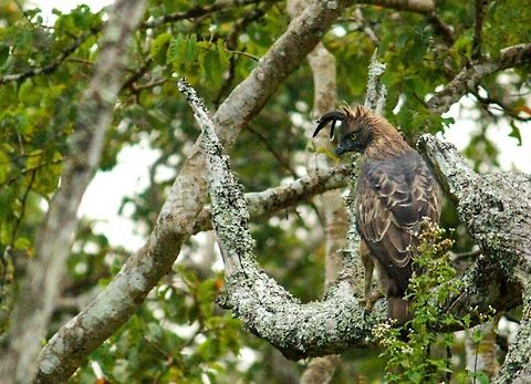 Changable hawk!! Bandipur is one AWSOME place !!!! And man the attitude !! Nd the look on the face makes it look so scary  Birds,Changeable Hawk-Eagle,Changeable hawk-eagle,Nisaetus cirrhatus,bandipur,banglore,wildlife
