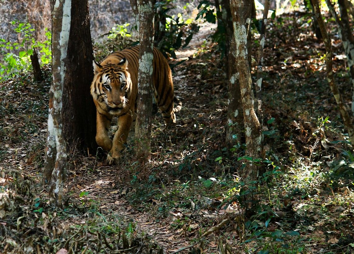 a morning walk Was a AWSOME catch !!! Bt apparently this pic was from a zoo so no much work to be done !! Bt still a good pic Bengal tiger,Panthera tigris tigris,Tiger,manglore,wildlife