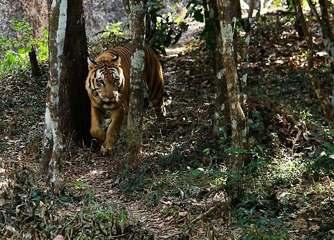 a morning walk Was a AWSOME catch !!! Bt apparently this pic was from a zoo so no much work to be done !! Bt still a good pic Bengal tiger,Panthera tigris tigris,Tiger,manglore,wildlife