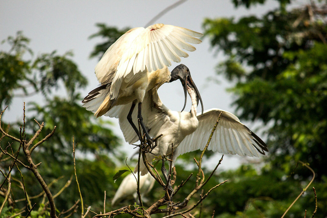 valentine special!!! Was lucky enough to get this scene!!! RANGANTHITTU DIARIES Black-headed Ibis,Threskiornis melanocephalus