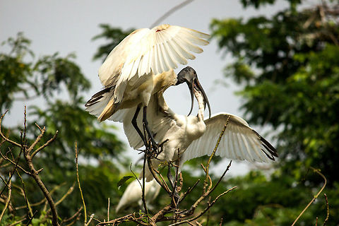 valentine special!!! Was lucky enough to get this scene!!! RANGANTHITTU DIARIES Black-headed Ibis,Threskiornis melanocephalus
