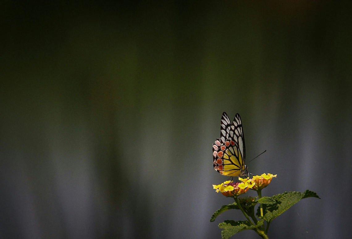 colours at extreme I just love the colour of the butterfly nd the flowers .. Common Jezebel,Delias eucharis