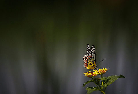 colours at extreme I just love the colour of the butterfly nd the flowers .. Common Jezebel,Delias eucharis