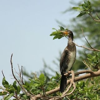 A perfect potrait I was lucky to get close this commarant ..most important it's a RAW image it's not been edited in Any form except for some cropping for better composition Great Cormorant,Phalacrocorax carbo,awsome,birds,india,lakes,wildlife