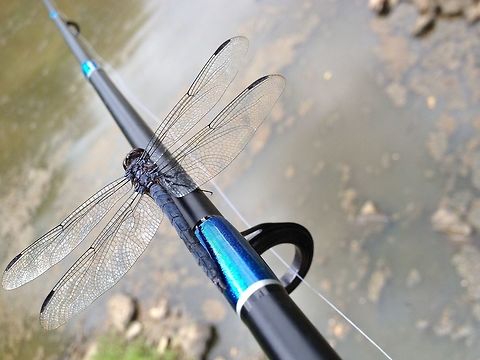 Blue Dragonfly This is for the Wildlife Photography contest! I don't know the species but this photo was taken in Waxhaw, Noth Carolina.  Dragonfly,United States,blue,fishing pole,outside
