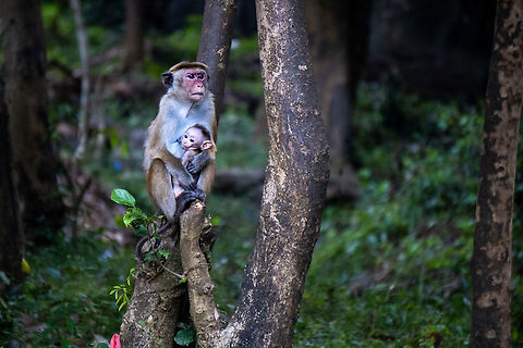 Female toque macaque (macaca sinica) with baby  Geotagged,Macaca sinica,Sri Lanka,Toque macaque,Winter