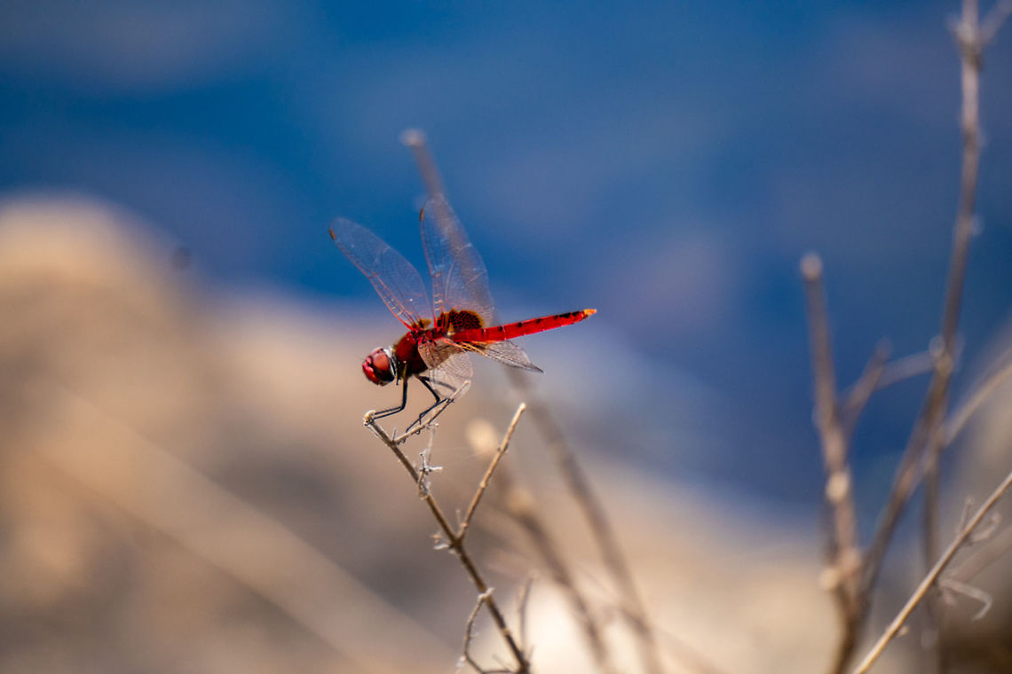 crimson glider (Urothemis signata) is a medium-sized dragonfly  Dragonfly,Geotagged,Scarlet Basker,Sri Lanka,Urothemis signata,Winter,sri lankan red dragon fly
