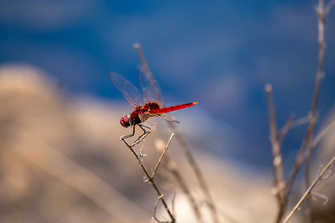 crimson glider (Urothemis signata) is a medium-sized dragonfly  Dragonfly,Geotagged,Scarlet Basker,Sri Lanka,Urothemis signata,Winter,sri lankan red dragon fly