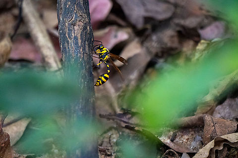 Wonderful yellow Wasp - Phimenes cf flavopictus  Geotagged,Great potter wasp,Phimenes flavopictus,Sri Lanka,Wasp,Winter,yellow