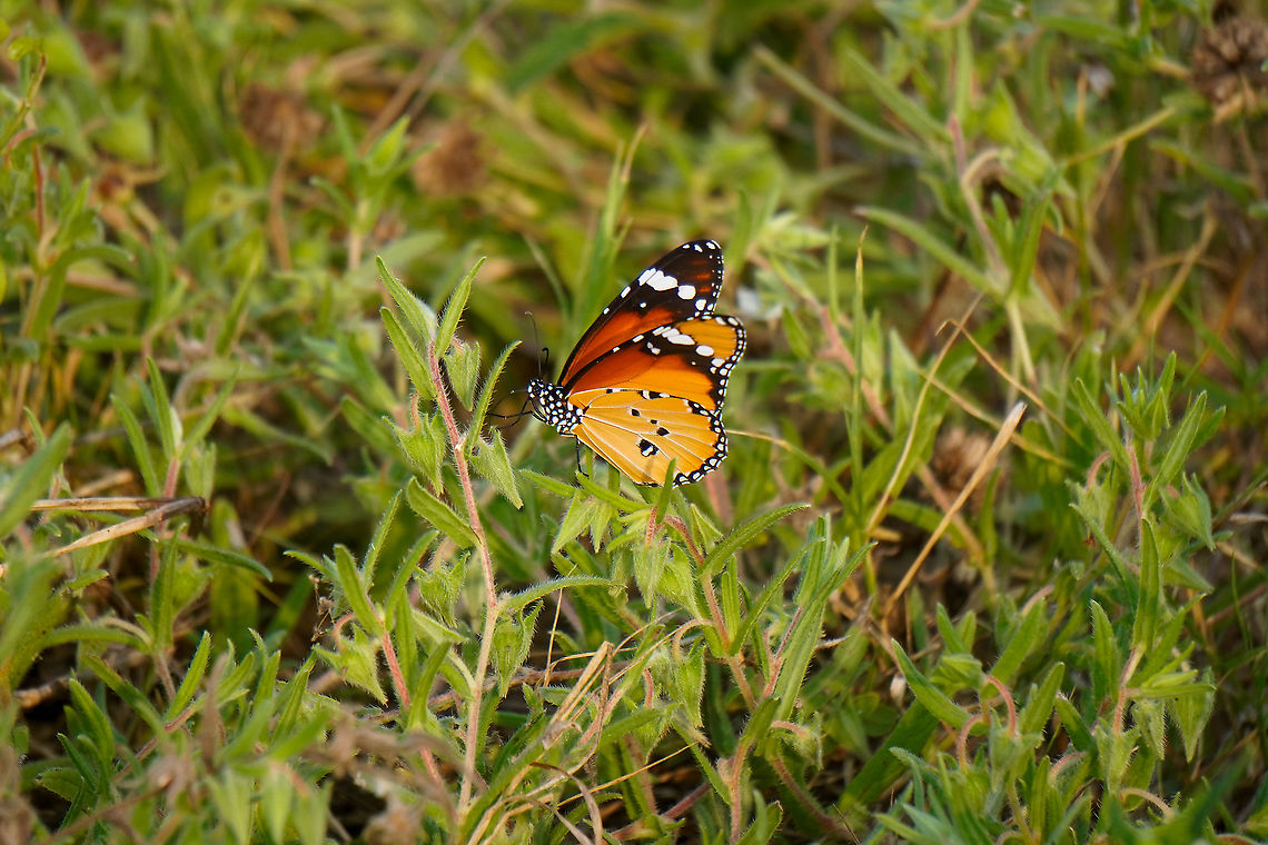 Danaus chrysippus butterfly  Butterfly,Danaus chrysippus,Geotagged,Spring,Sri Lanka