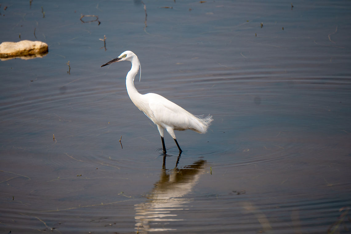 Little egret With  plumes  Egretta garzetta,Geotagged,Little Egret,Spring,Sri Lanka,crane bird