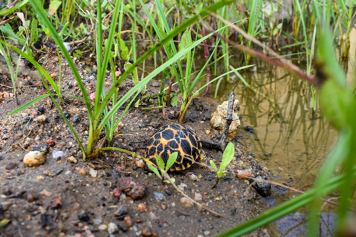baby Indian star tortoise  Fall,Geochelone elegans,Geotagged,Indian star tortoise,Sri Lanka