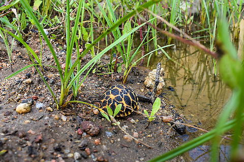 baby Indian star tortoise  Fall,Geochelone elegans,Geotagged,Indian star tortoise,Sri Lanka