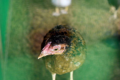 Baby Rhode Island Red Chicken  Baby Chicken,Chicken,Domestic Chicken,Fall,Gallus gallus,Gallus gallus var. domesticus,Geotagged,Red junglefowl,Rhode Island Red,Sri Lanka