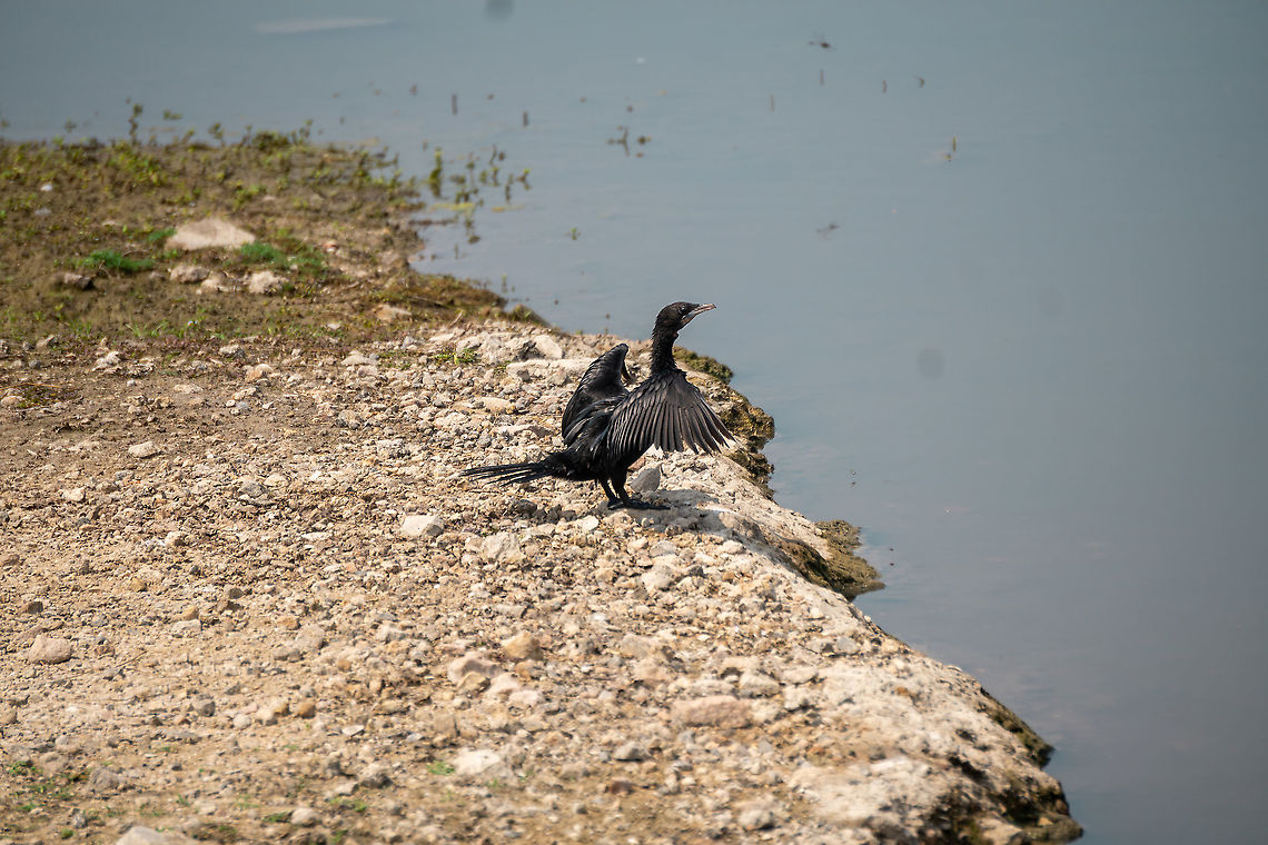 Little Cormorant is also known as water crow  Geotagged,Little Cormorant,Little cormorant,Microcarbo niger,Spring,Sri Lanka,Water Birds,black,crow,water crow