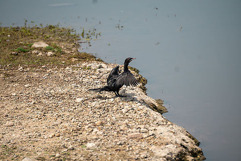 Little Cormorant is also known as water crow  Geotagged,Little Cormorant,Little cormorant,Microcarbo niger,Spring,Sri Lanka,Water Birds,black,crow,water crow