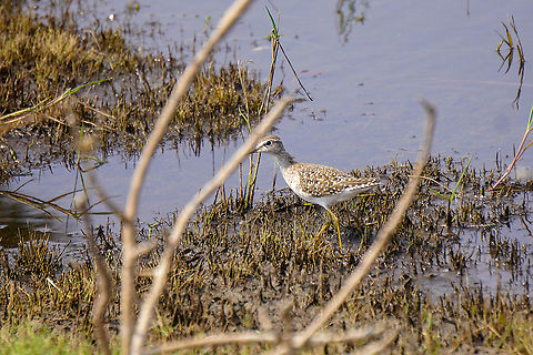 Indian stone-curlew looking for food  Burhinus indicus,Geotagged,India,Indian stone-curlew,Spring,Sri Lanka,stone curlew