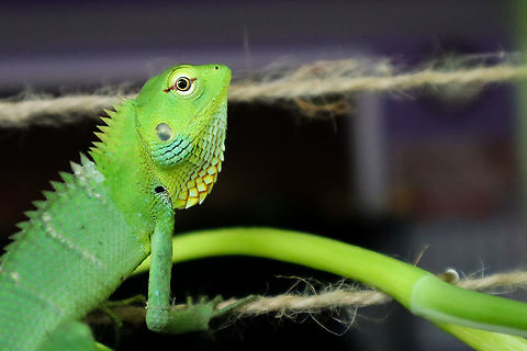 Calotes calotes (common green forest lizard)  Calotes calotes,Common Green Forest Lizard,Geotagged,Green,Lizard,Spring,Sri Lanka,green lizard