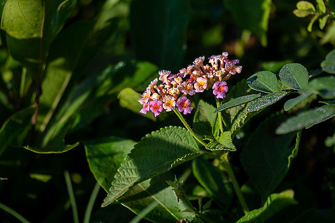 Lantana camara  Common Lantana,Flowers,Geotagged,Lantana camara,Sri Lanka,Winter,colorful,tiny