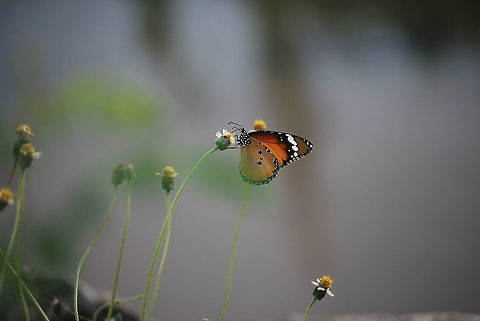 Plain Tiger Butterfly (Danaus chrysippus), Sri Lanka  Butterfly,Danaus chrysippus,Geotagged,Plain tiger  African queen,Spring,Sri Lanka,colorful