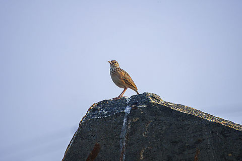 Zitting cisticola Sitting on the granite stone  Cisticola juncidis,Geotagged,Spring,Sri Lanka,Zitting cisticola,granite stone,small birds,stone,zitting cisticola