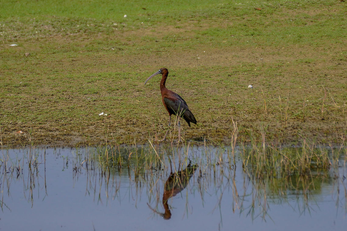 Glossy ibis  Geotagged,Glossy Ibis,Landscapes,Plegadis falcinellus,Spring,Sri Lanka,bird,gradient