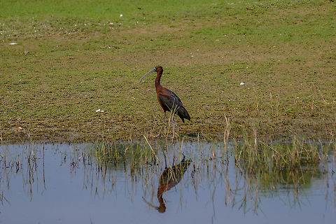 Glossy ibis  Geotagged,Glossy Ibis,Landscapes,Plegadis falcinellus,Spring,Sri Lanka,bird,gradient
