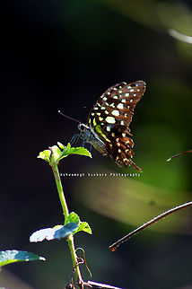 Indian Butterfly This picture clicked by Sony DSC 
Lens 75-300mm Graphium agamemnon,Tailed Jay