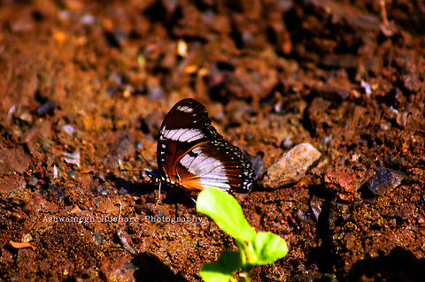 Brown Butterfly SONY DSC                        Danaid Eggfly,Hypolimnas misippus