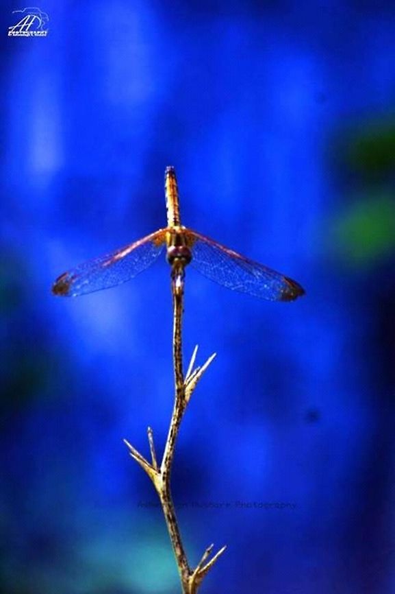 Dragon Fly  Crimson Marsh Glider,Trithemis aurora