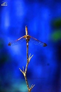 Dragon Fly  Crimson Marsh Glider,Trithemis aurora