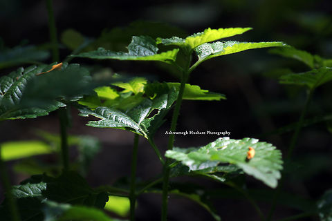 Plant with shades of sun light SONY DSC