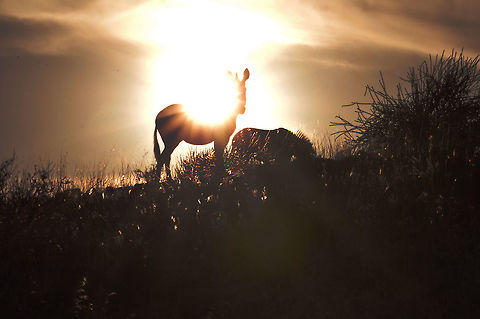 Hartmanns mountain zebra
