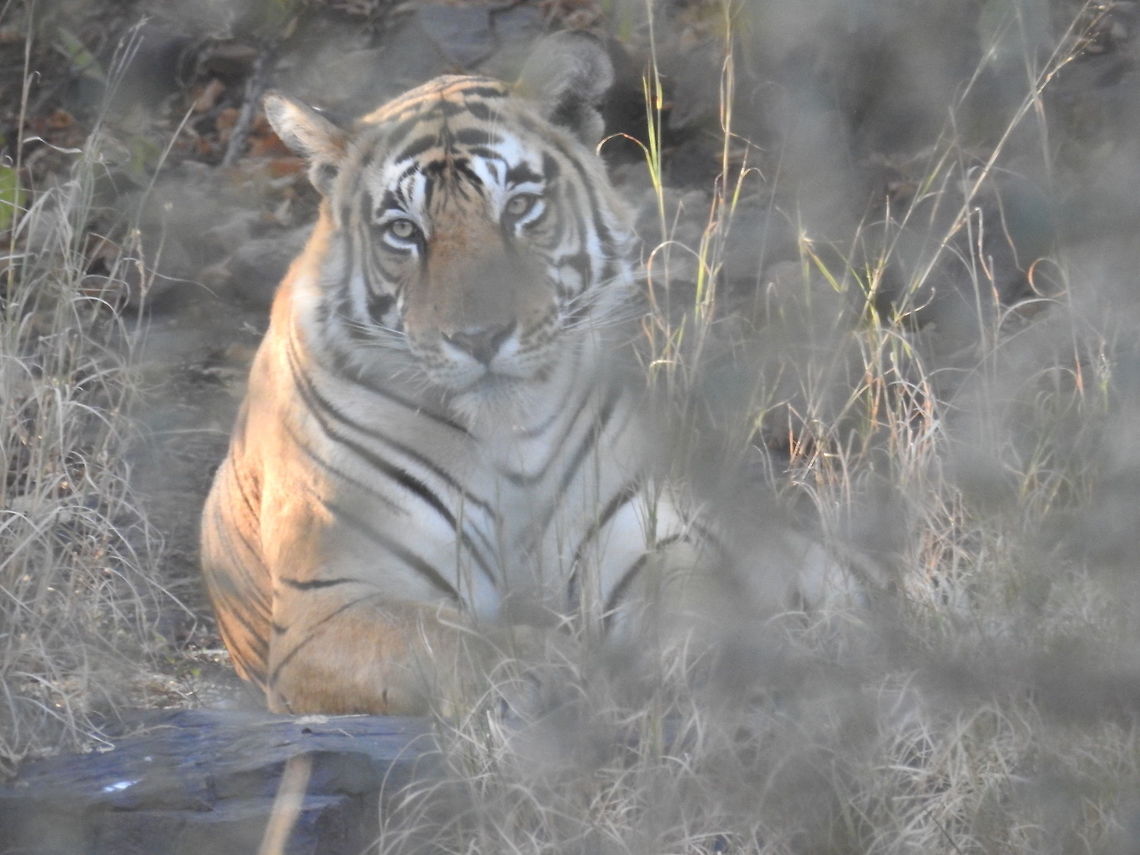 Bengal Tiger at Ranthambore, India During my second safari in Ranthambore, India I saw this magnificent Tiger. I was relaxing and we waited for sometime only then Mr Tiger gave me this look. :) Bengal tiger,Fall,Geotagged,India,Panthera tigris tigris,Ranthambore