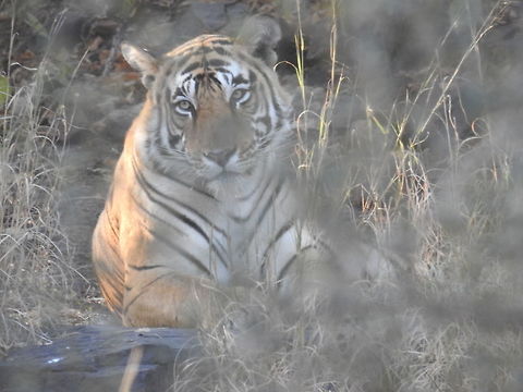 Bengal Tiger at Ranthambore, India During my second safari in Ranthambore, India I saw this magnificent Tiger. I was relaxing and we waited for sometime only then Mr Tiger gave me this look. :) Bengal tiger,Fall,Geotagged,India,Panthera tigris tigris,Ranthambore