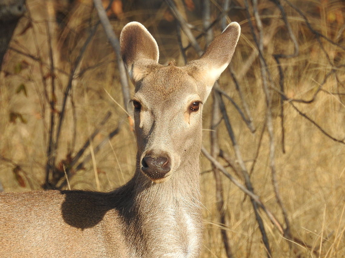 Female Sambar Deer A close up of female sambar deer during my safari in Ranthambore National Park India. Rusa unicolor,Sambar