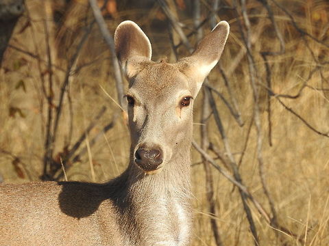 Female Sambar Deer A close up of female sambar deer during my safari in Ranthambore National Park India. Rusa unicolor,Sambar