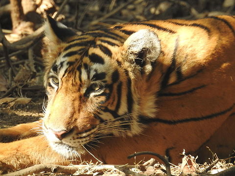 Female Tigress At Ranthambore National Park A relaxing Tigress in the morning sun at Ranthambore. Bengal tiger,Panthera tigris tigris