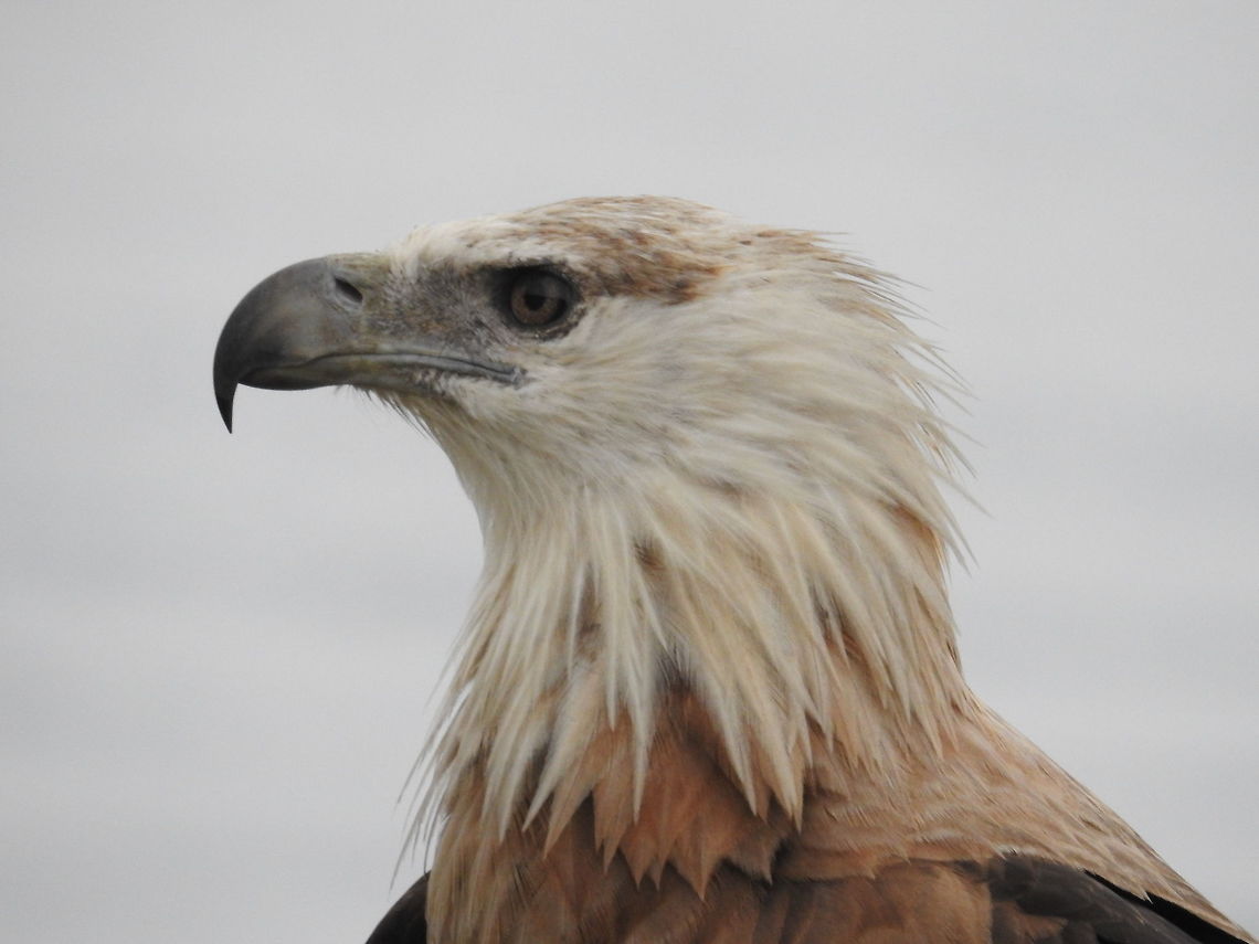 Pallas's Fish Eagle A relaxing Eagle in late evening. Fall,Geotagged,Haliaeetus leucoryphus,India,Pallass fish eagle