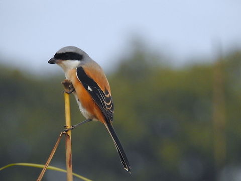 Long Tailed shrike During evening safari in jim Corbett National Park Fall,Geotagged,India,Lanius schach,Long-tailed Shrike