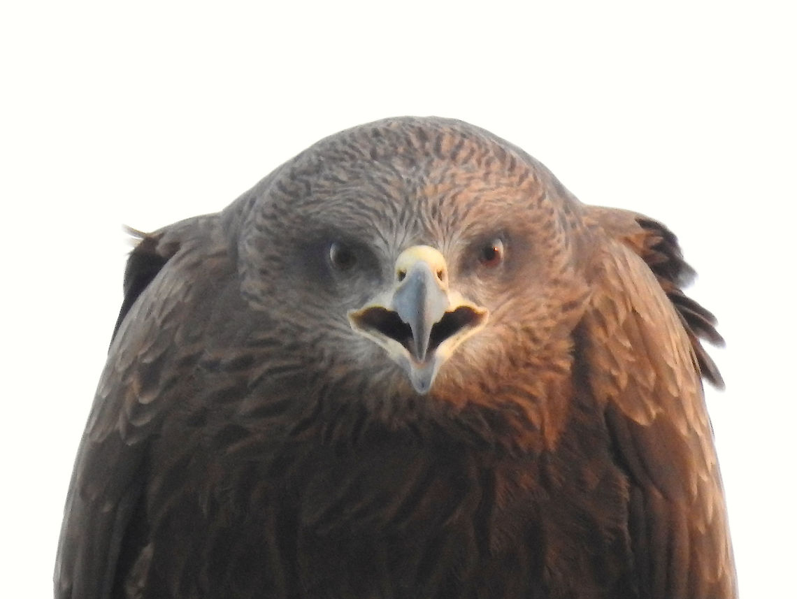 Black Kite Taken from office roof in a busy commercial area in New delhi. Black kite,Geotagged,India,Milvus migrans