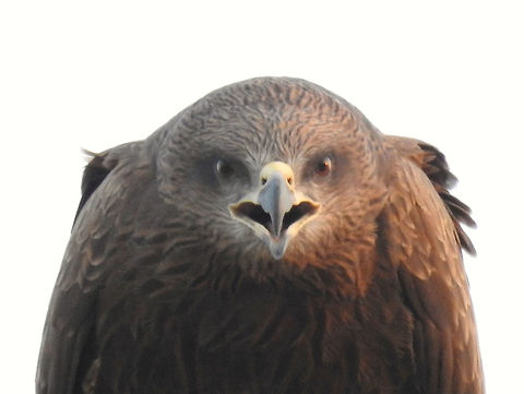 Black Kite Taken from office roof in a busy commercial area in New delhi. Black kite,Geotagged,India,Milvus migrans