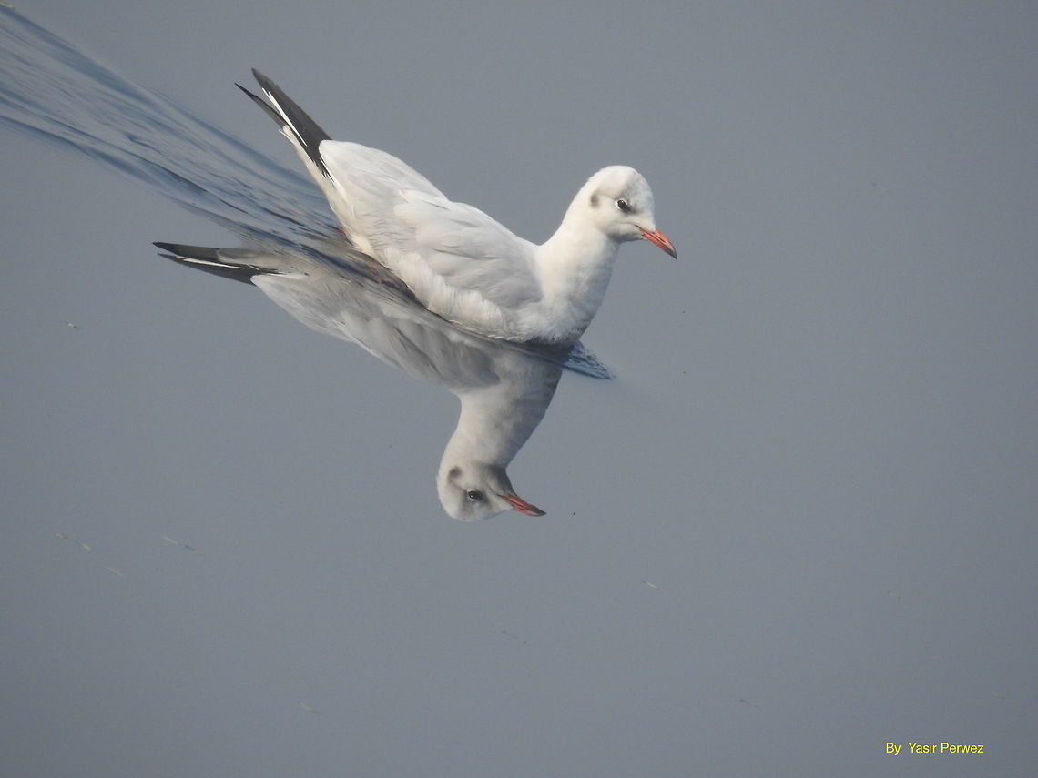 Black-headed Gull In winters lots of migratory bird visit New Delhi and nearby area. I went to so spend my first morning of New Year with Birds :).           Black-headed Gull,Chroicocephalus ridibundus,Geotagged,India,Winter