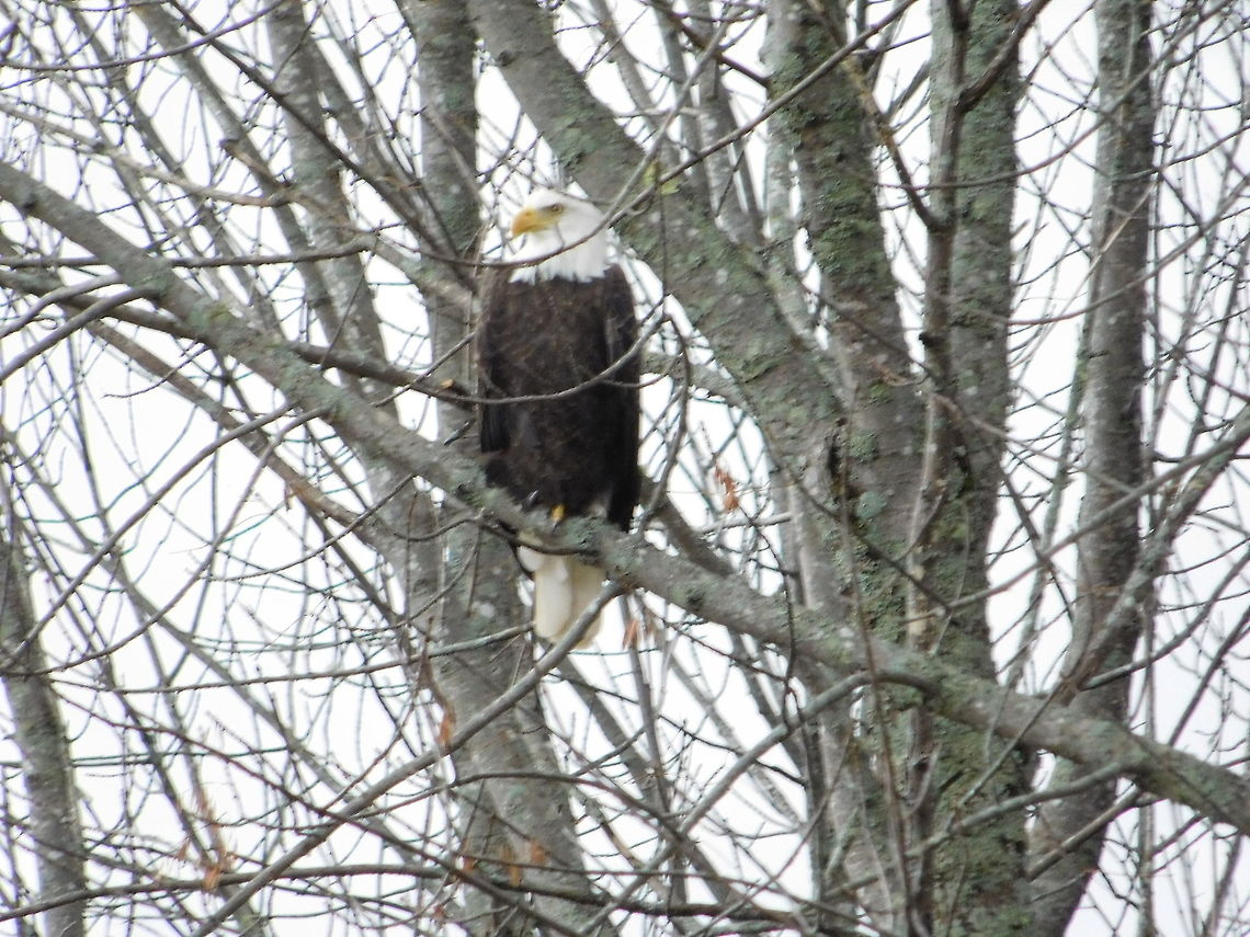 Bald Eagle Bald eagle perched on ash tree in Wellington, ME. Bald Eagle,Eagle,Haliaeetus leucocephalus,tree