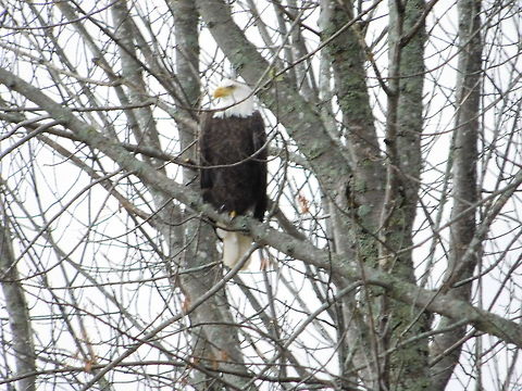 Bald Eagle Bald eagle perched on ash tree in Wellington, ME. Bald Eagle,Eagle,Haliaeetus leucocephalus,tree