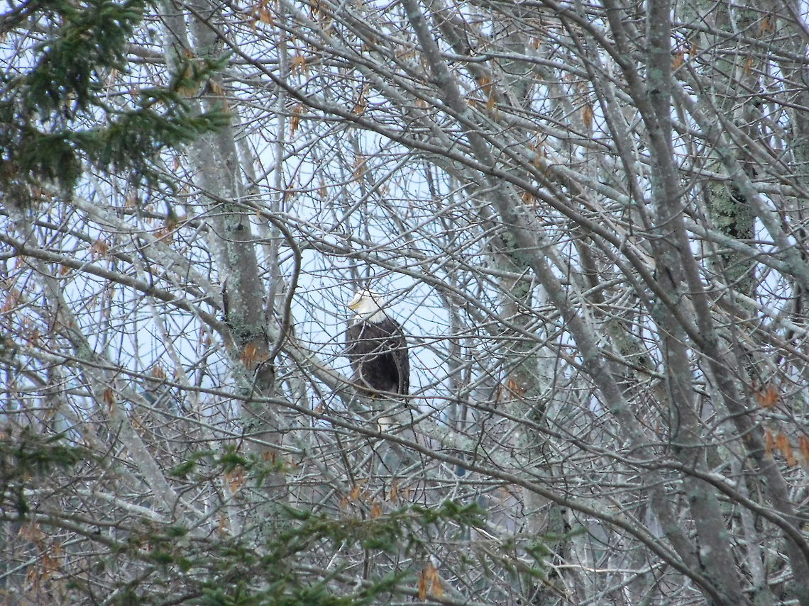 Bald Eagle caught on camera in Wellington ME. This Bald Eagle photo was captured after it was eating the leftovers of a female deer in an apple orchard. Bald Eagle,Haliaeetus leucocephalus,apple orchard,bald eagle,maine,wellington