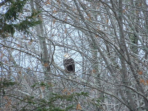 Bald Eagle caught on camera in Wellington ME. This Bald Eagle photo was captured after it was eating the leftovers of a female deer in an apple orchard. Bald Eagle,Haliaeetus leucocephalus,apple orchard,bald eagle,maine,wellington